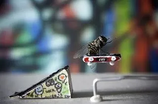 mosca skater LOL)