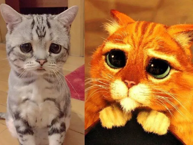 Te mostramos al gato más triste del mundo