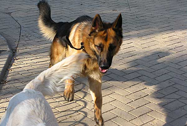 El movimiento del perro (estudio científico) » » www.doogweb.es