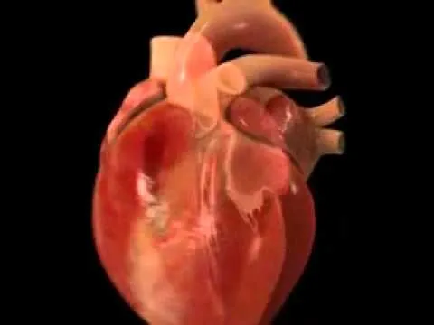 Movimientos del corazon - YouTube