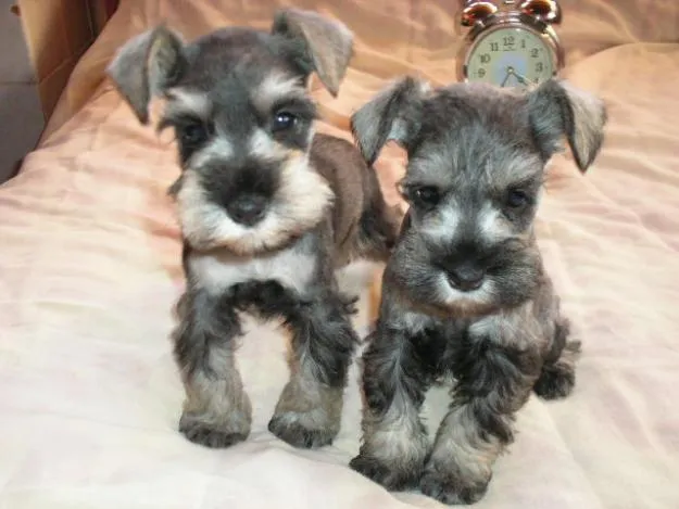 MR puppy: cachorro schnauzer de 2 meses raza miniatura