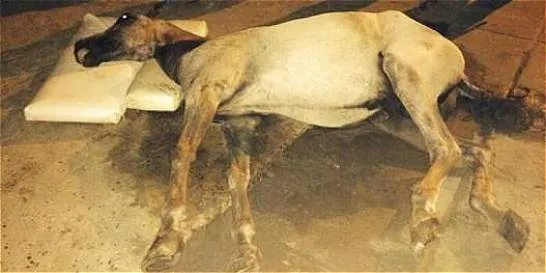 Muere un caballo cochero en Cartagena - Otras ciudades - ELTIEMPO.COM