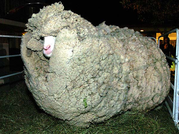 Muere Shrek, la oveja que se escondió seis años para no ser ... Muere Shrek, la oveja que se escondió seis años para no ser ...