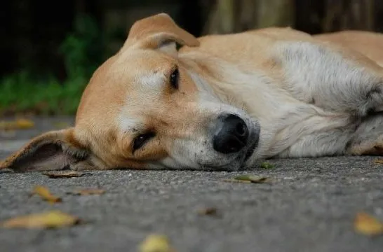 Muerte del perro en casa, el adiós más íntimo | EROSKI CONSUMER