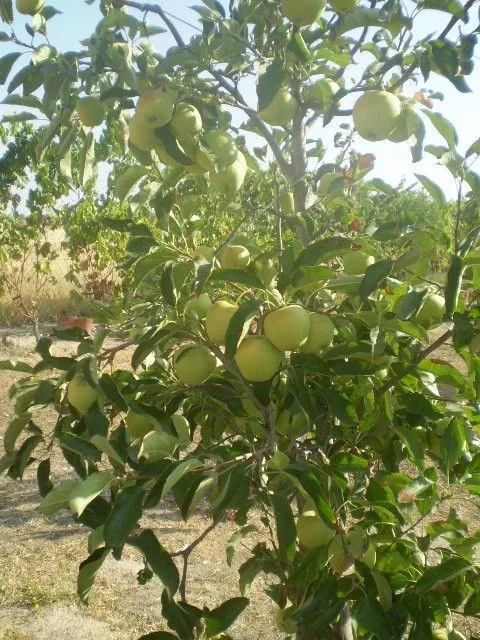 Reflexión: El Árbol de Manzanas - Taringa!