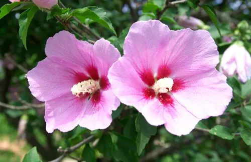 Mugunghwa (Rosa de Sharon), la flor nacional de... | Dorito Coreano Mugunghwa (Rosa de Sharon), la flor nacional de... | Dorito Coreano