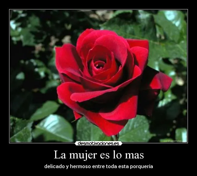 Una rosa para una mujer hermosa - Imagui