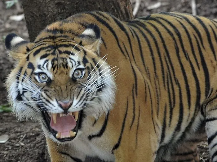 Mulher na Malásia salva marido ao atacar tigre com concha de sopa ...