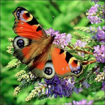 ... no había mariposas bellas? En Europa existe esta tan vistosa ... no había mariposas bellas? En Europa existe esta tan vistosa