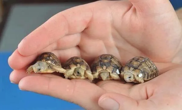 Mundo Animal on Twitter: "Hermosas tortugas bebés con apenas un ...
