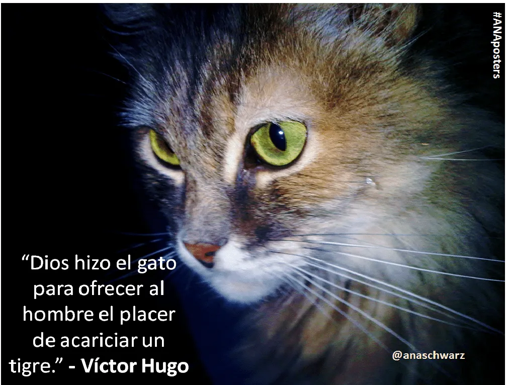 El MUNDO de los GATOS...: Alegatos de los GATOS El MUNDO de los GATOS...: Alegatos de los GATOS