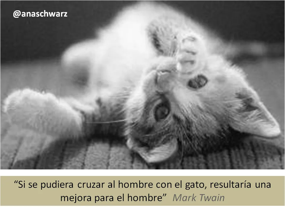 El MUNDO.... y los GATOS...: ...sobre los GATOS debes aprende que.... El MUNDO.... y los GATOS...: ...sobre los GATOS debes aprende que....