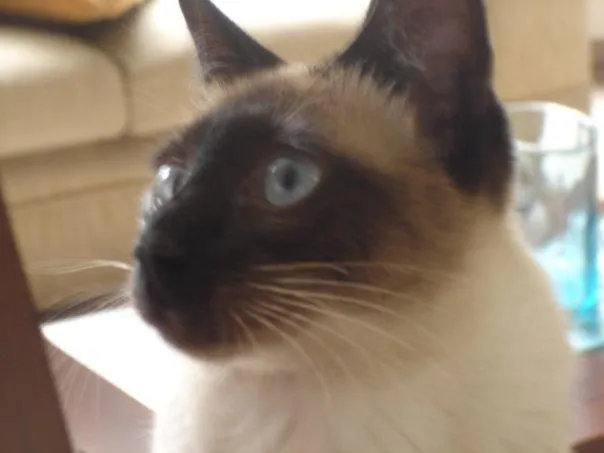 mundo gatuno: Aqui os dejo fotos de mi gato preferido: el siames mundo gatuno: Aqui os dejo fotos de mi gato preferido: el siames