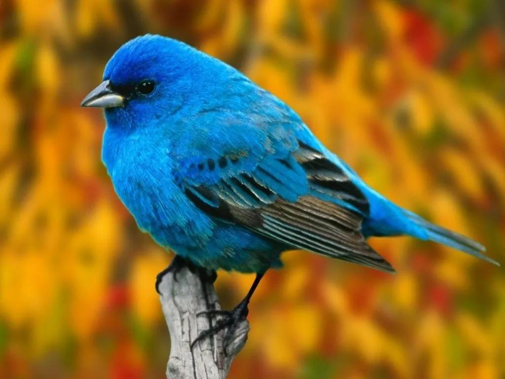 Mi mundo, Mis ideas...: SOÑAR CON UN PÁJARO Mi mundo, Mis ideas...: SOÑAR CON UN PÁJARO