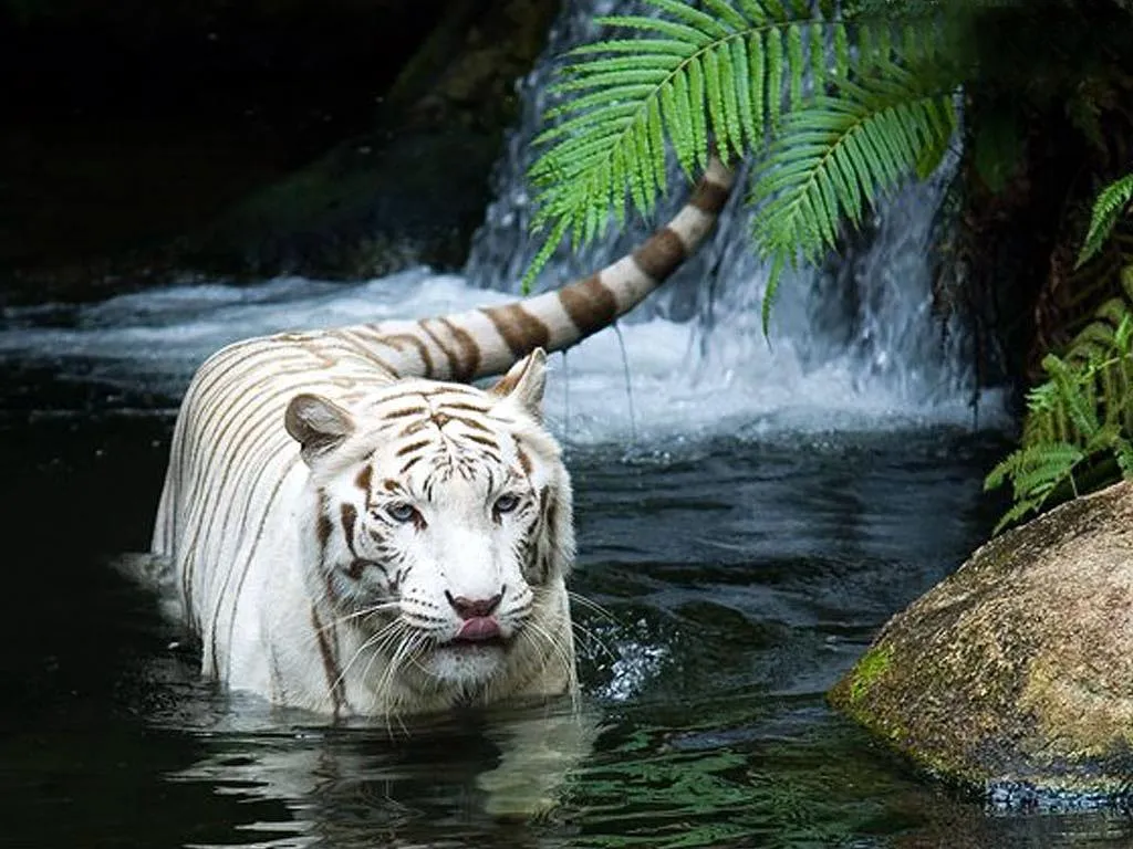 El Mundo De Lo Imaginable: Los Tigres De Bengala, Animales ... El Mundo De Lo Imaginable: Los Tigres De Bengala, Animales ...