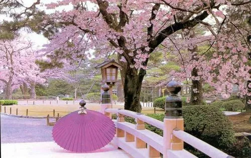 MUNDO JAPON: El florecimiento de los Sakura