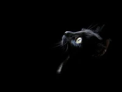 Mundo Del Kitty: La "Leyenda negra de los Gatos negros"...nunca ...
