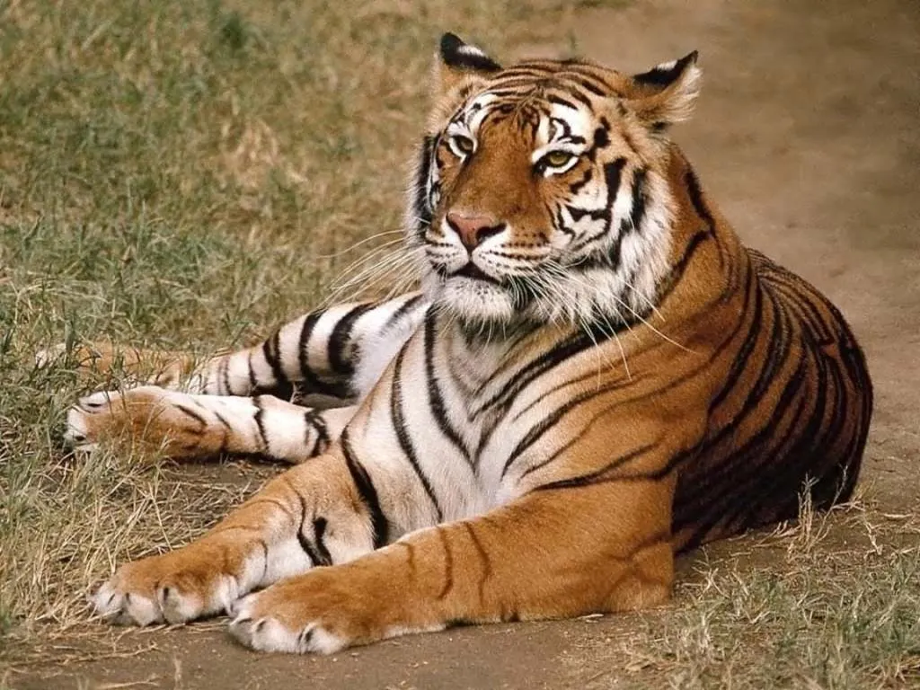 Un Mundo en Paz: Aumenta un 63% la población de tigres de Bengala Un Mundo en Paz: Aumenta un 63% la población de tigres de Bengala