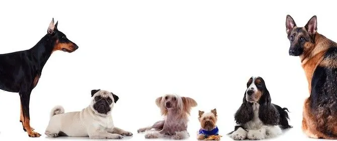 Todas las razas de perros del mundo fotos - Imagui