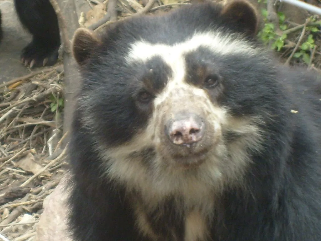 MUNDOLIMPIO11: EL OSO DE ANTEOJOS (TREMARCTOS ORNATUS) MUNDOLIMPIO11: EL OSO DE ANTEOJOS (TREMARCTOS ORNATUS)