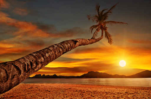 Atardecer en la playa palmeras imagenes - Imagui