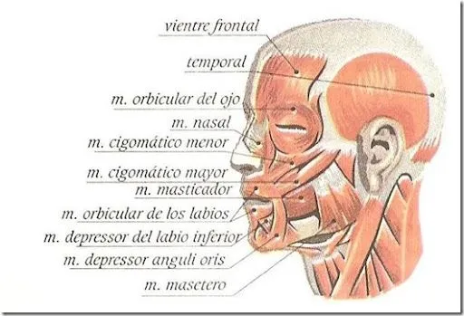 Músculos de la cabeza - Ciencia Explicada