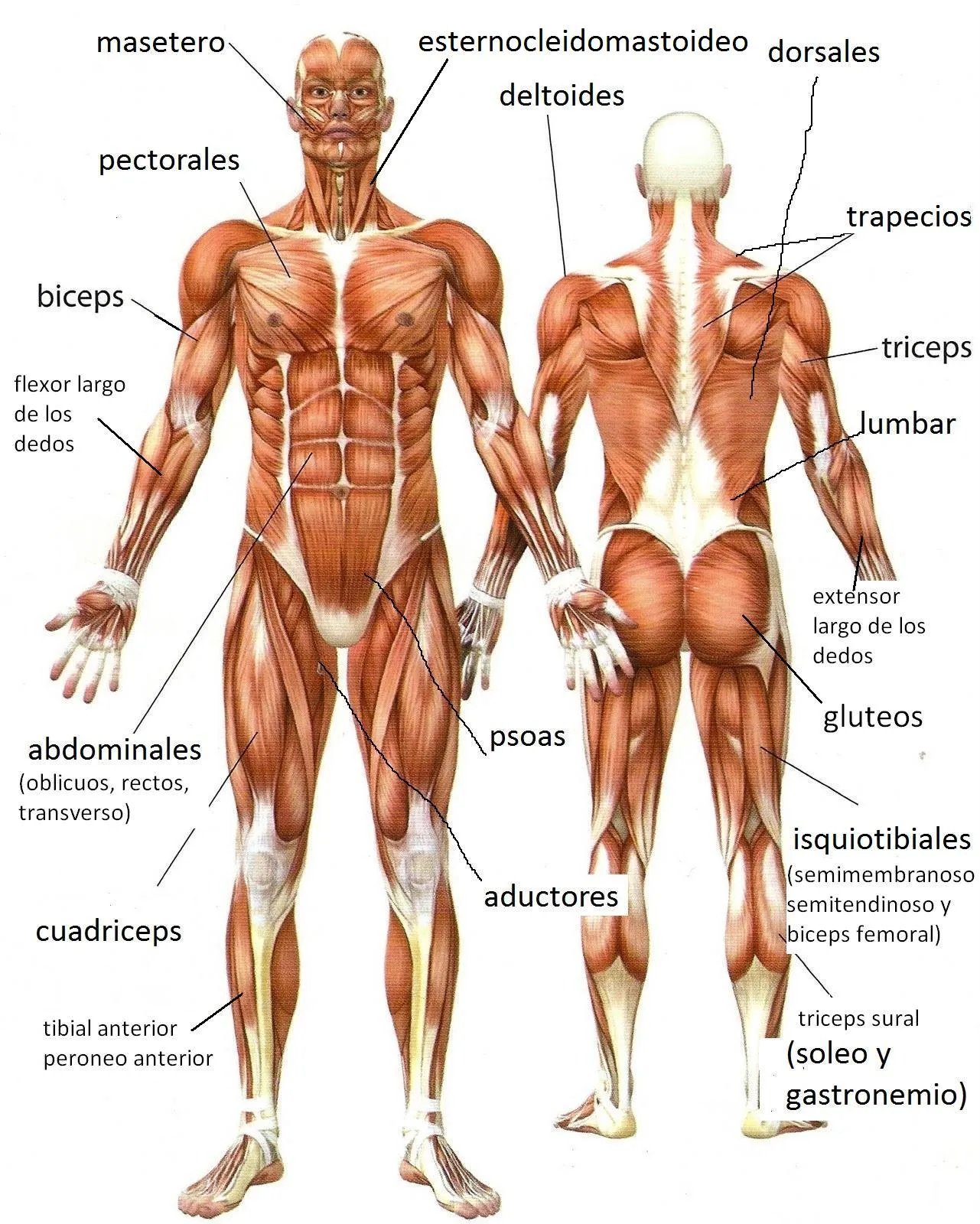 MUSCULOS DEL CUERPO HUMANO (ESPAÑOL E INGLÉS) | Departamento de ...