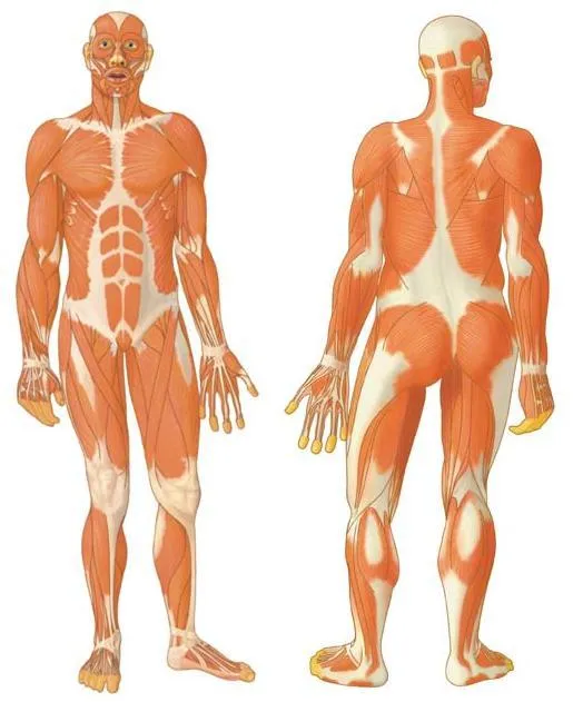 Musculos del cuerpo humano para niños - Imagui