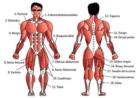 Los músculos del cuerpo humano - Paperblog