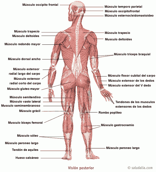 Músculos humanos. Saludalia.com