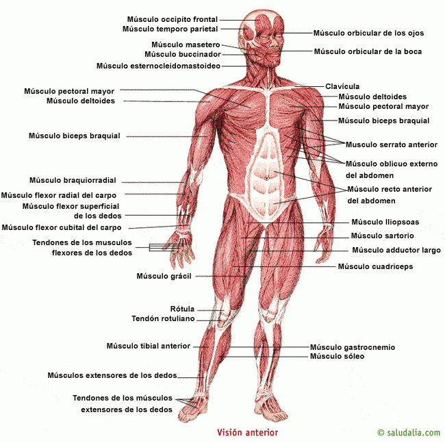 Músculos humanos. Saludalia.com