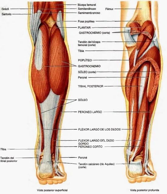 Músculos del miembro inferior ~ Temas de estudio para la anatomía ...