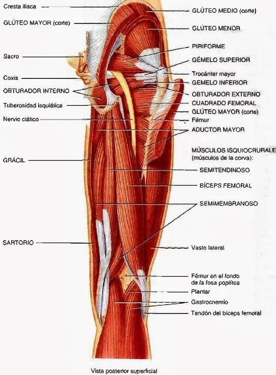 Músculos del miembro inferior ~ Temas de estudio para la anatomía ...