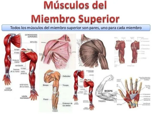Músculos miembro superior