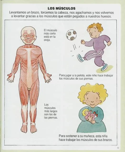 Dibujos para niños de los musculos - Imagui