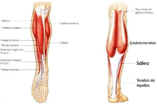 Musculos de la pierna nombres - Imagui