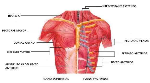 Músculos del tórax y del abdomen | El Cuerpo Humano