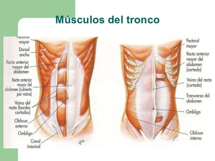 Musculos del tronco