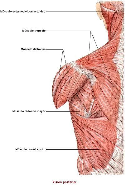 Musculos Del Tronco De Los Miembros Inferiores Pictures Musculos Del Tronco De Los Miembros Inferiores Pictures