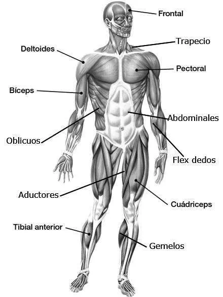 Musculos del Cuerpo Humano