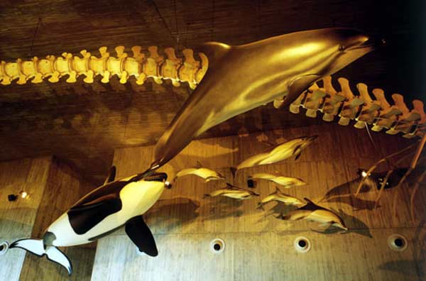 El Museo del Mundo Marino abre mañana sus puertas de forma ... El Museo del Mundo Marino abre mañana sus puertas de forma ...