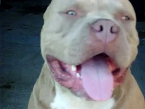 my blue fawn pitbull(STUD SERVICES AVAILABLE) - YouTube
