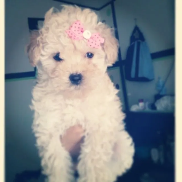 My French toy poodle(: her name is pixie | perros | Pinterest ...