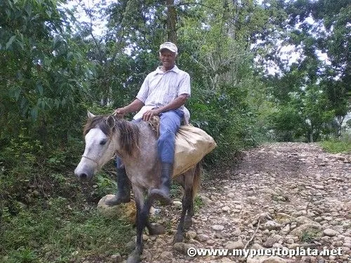 MY PUERTOPLATA: Caballos y Burros el mejor transporte en el campo ...