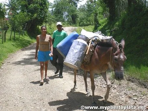 MY PUERTOPLATA: Caballos y Burros el mejor transporte en el campo ...