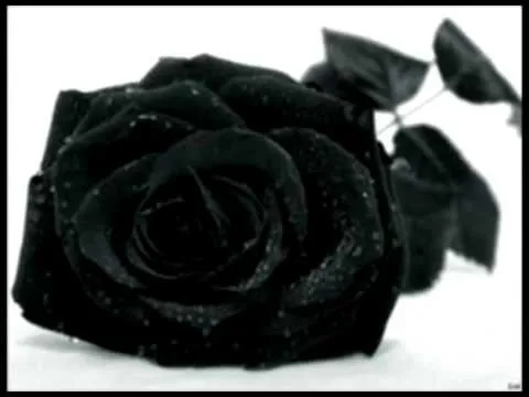 My rosa negra ..::porta::.. - YouTube