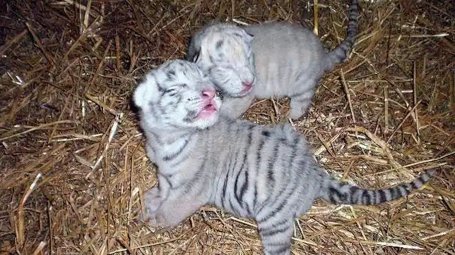Nacen dos crías de la especie protegida de tigre blanco en el Zoo ...