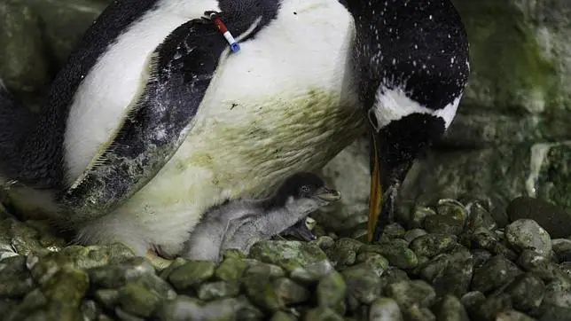 Nacen cuatro pingüinos Juanito en el Oceanogràfic de Valencia - ABC.es