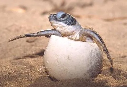 Como nacen las tortugas - Imagui