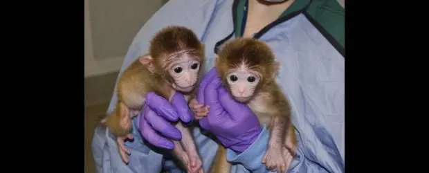 Nacieron los primeros micos imposibles